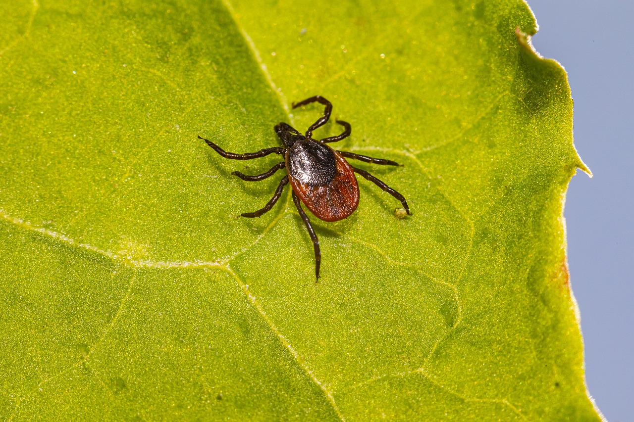 malattia lyme